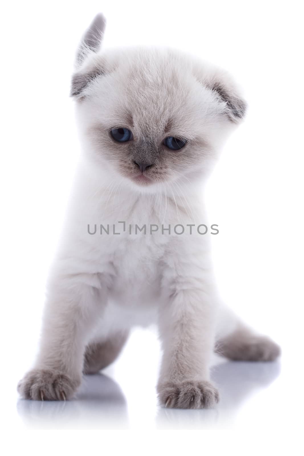 Lop-eared kitten on a magnificent white background.