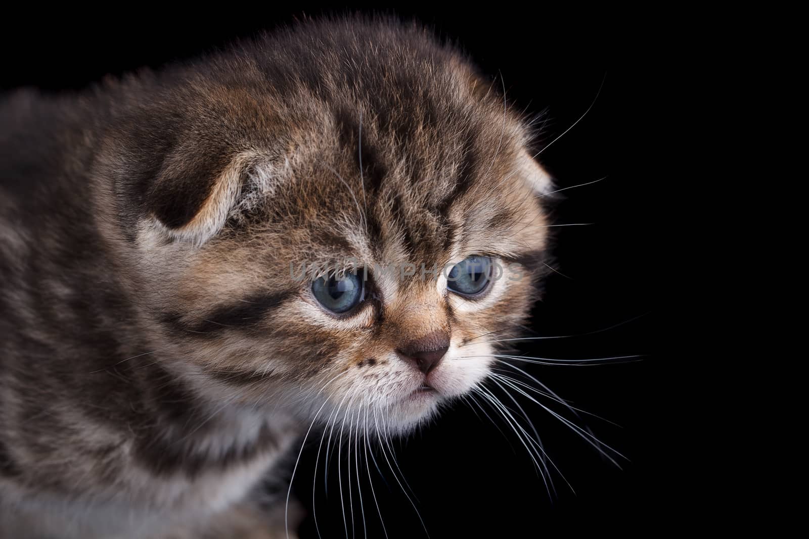 Lop-eared kitten on a magnificent black background.