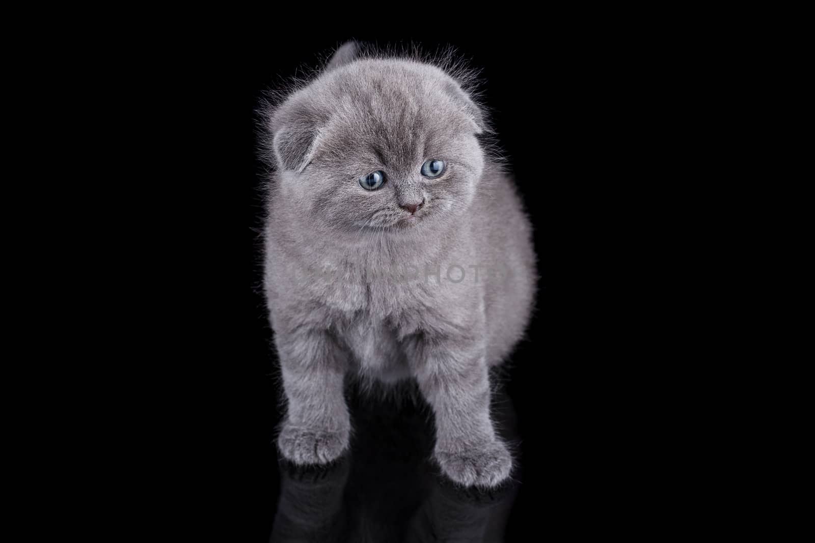 Lop-eared kitten on a magnificent black background.