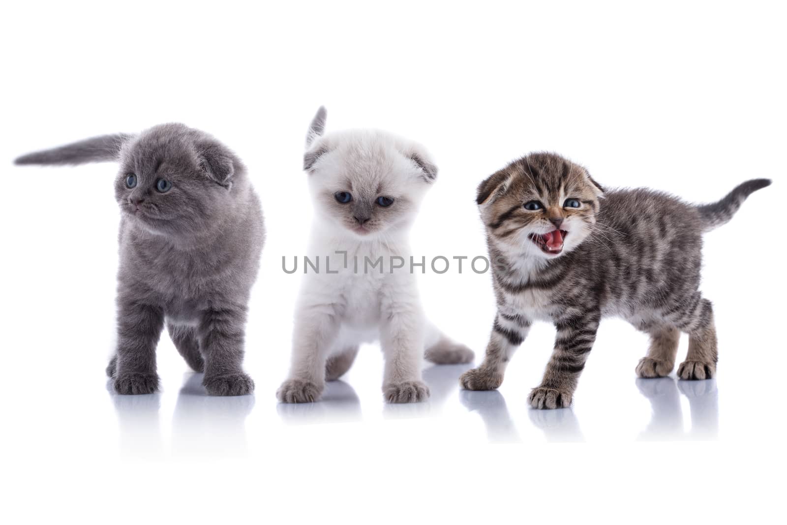 Lop-eared kitten on a magnificent white background.