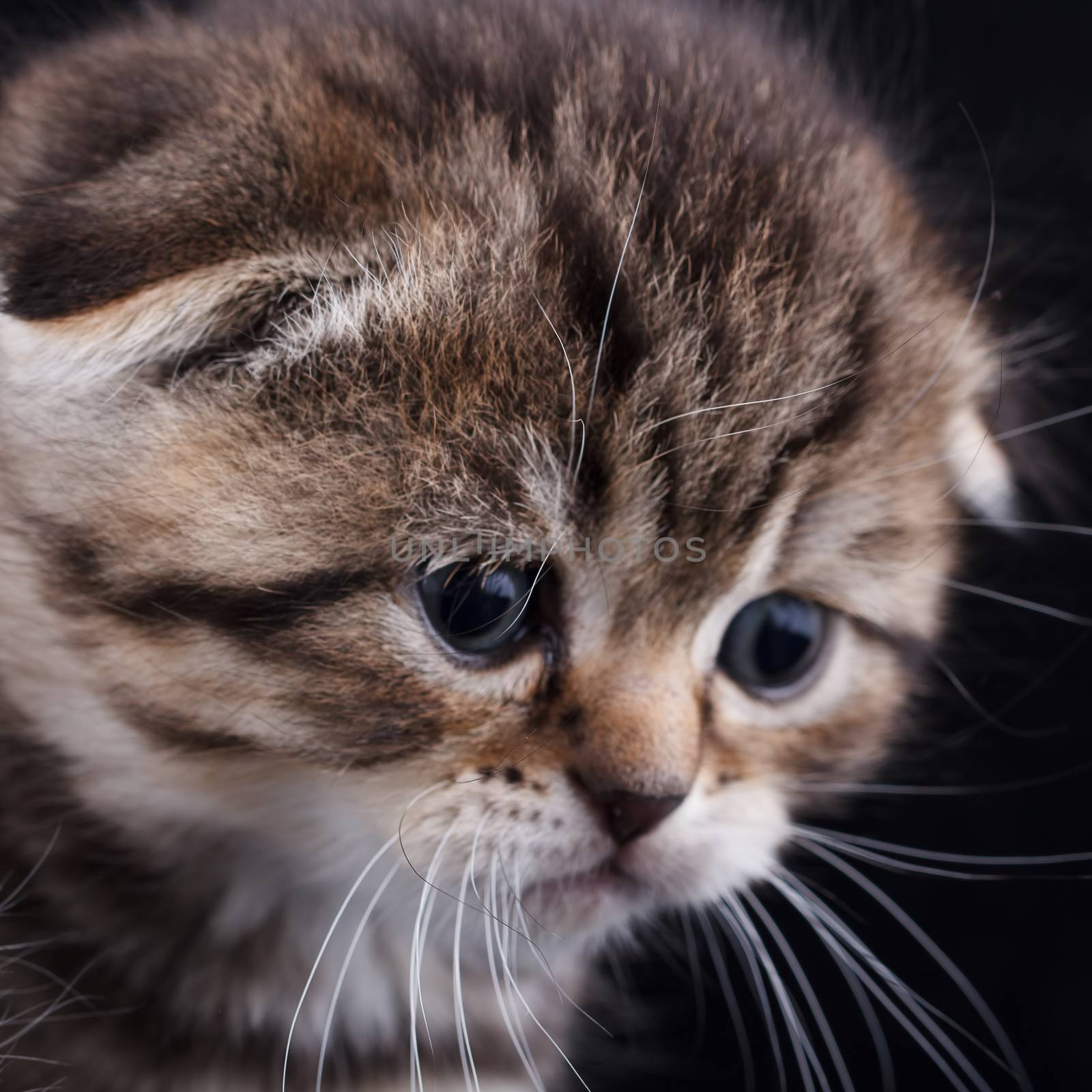 Lop-eared kitten on background. by baronvsp