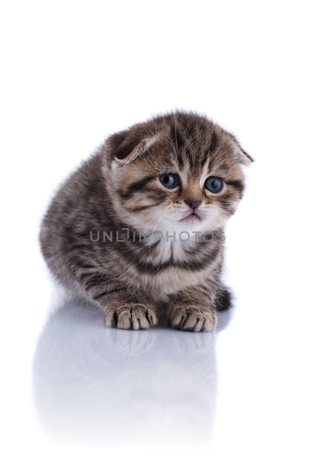 Lop-eared kitten on a magnificent white background.