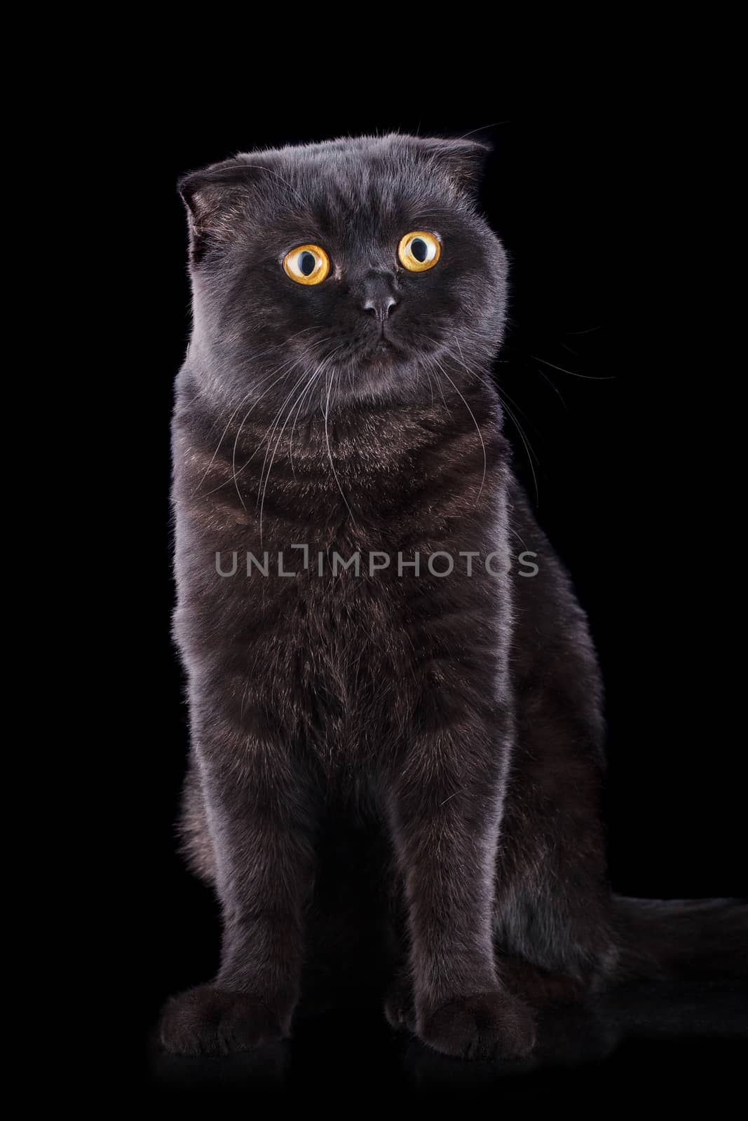 Lop-eared kitten on a magnificent black background.