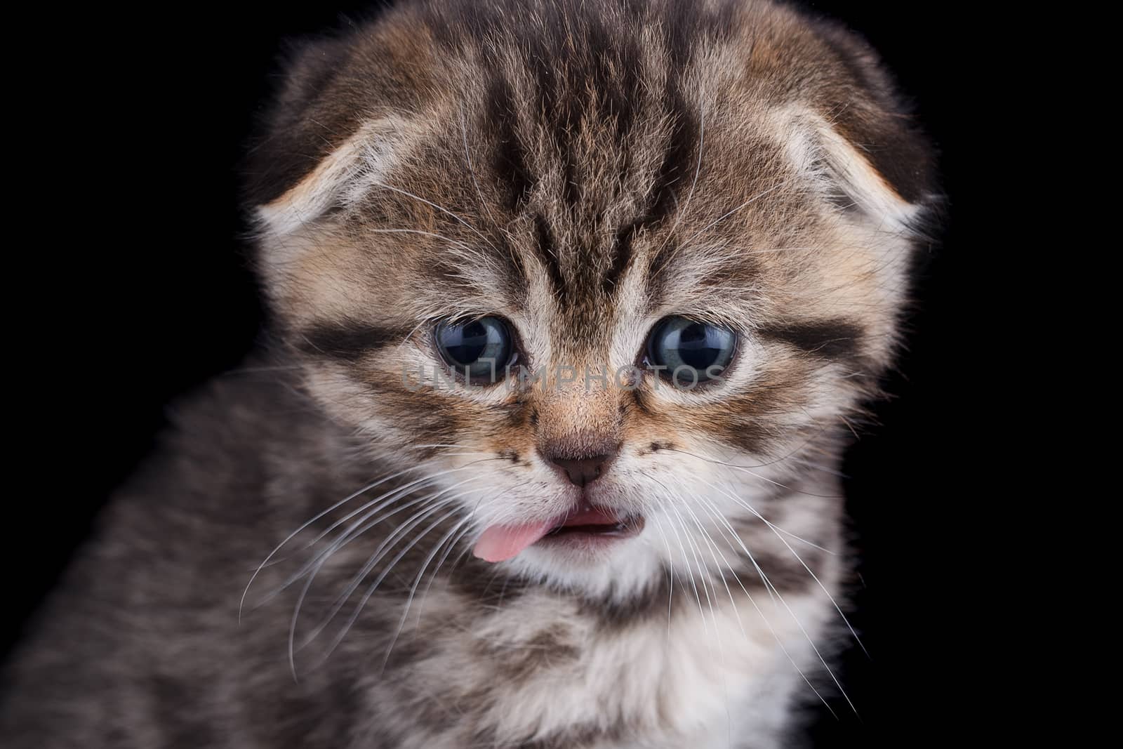 Lop-eared kitten on a magnificent black background.