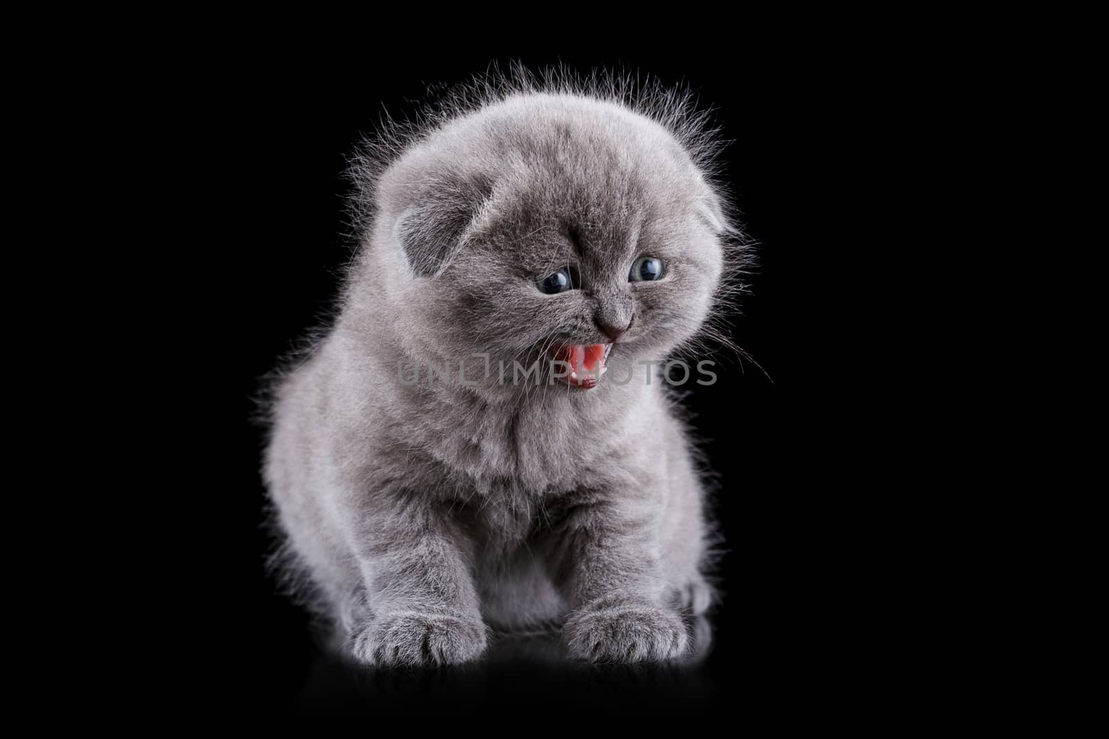 Lop-eared kitten on a magnificent black background.