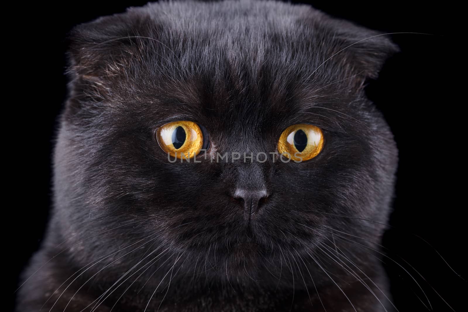 Lop-eared kitten on a magnificent black background.