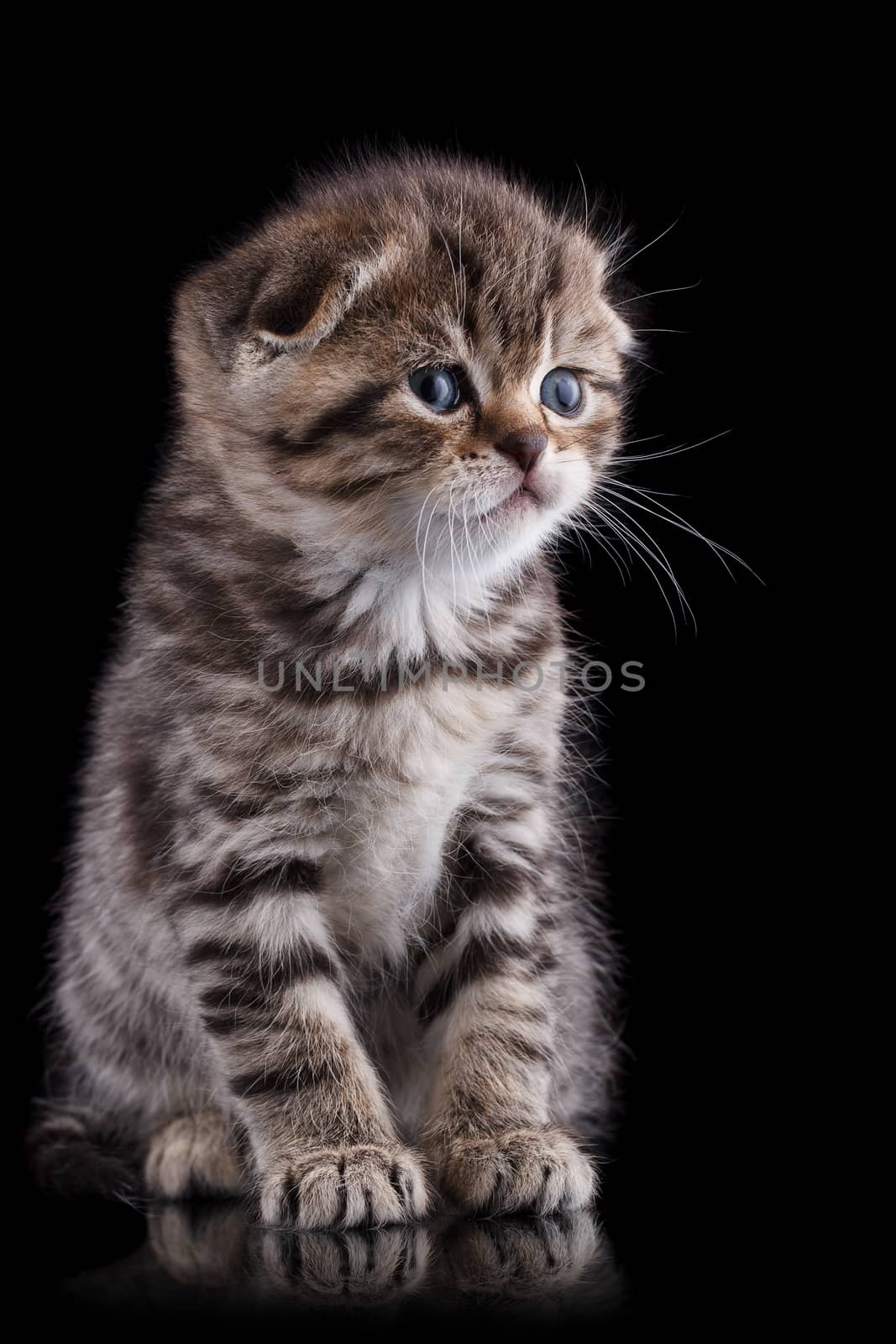 Lop-eared kitten on a magnificent black background.