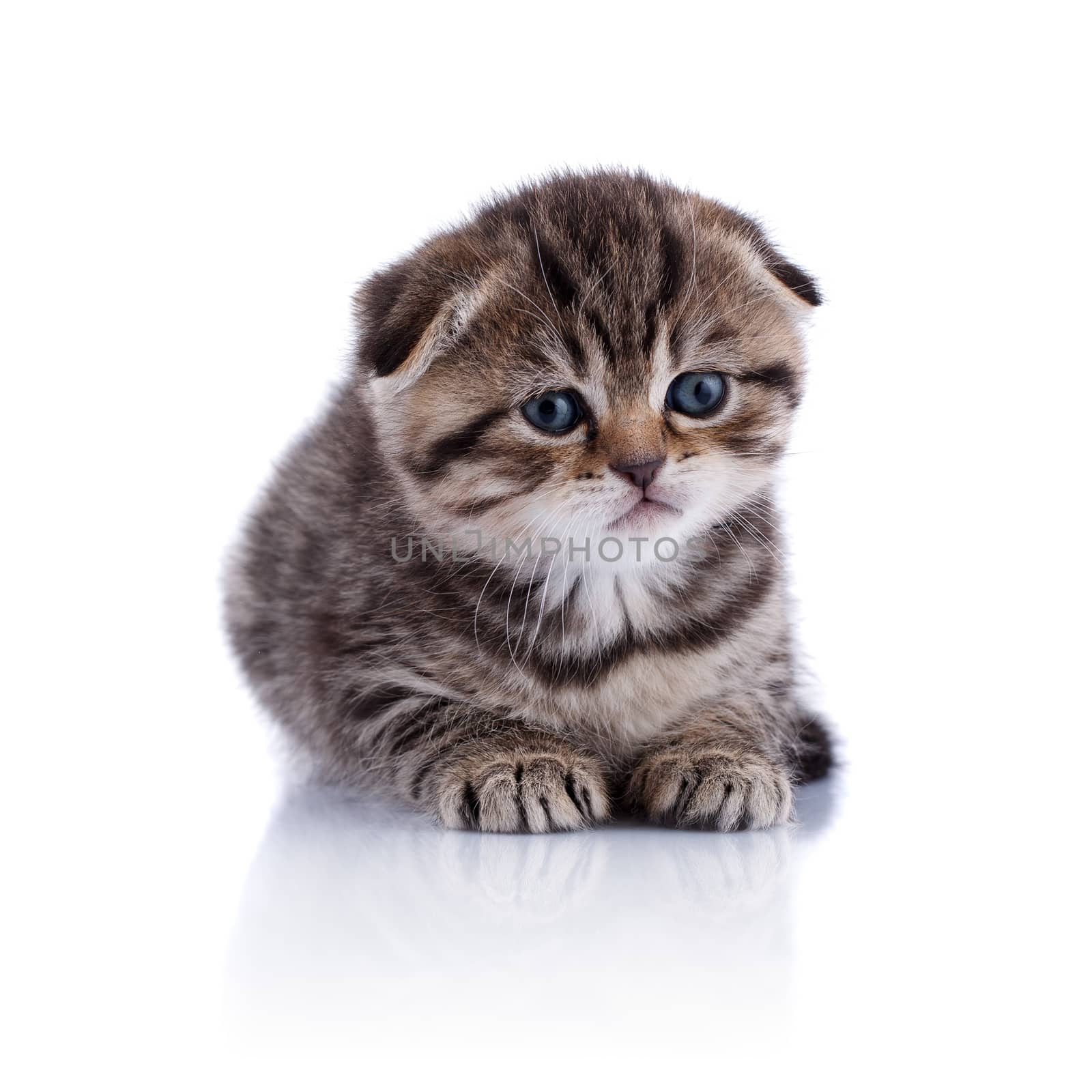 Lop-eared kitten on a magnificent white background.