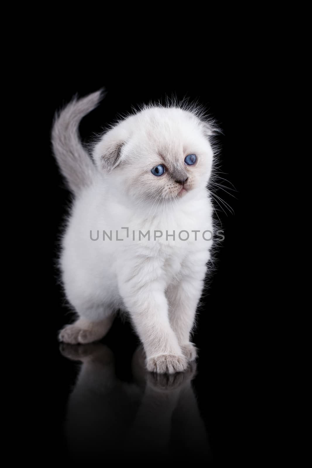 Lop-eared kitten on a magnificent black background.