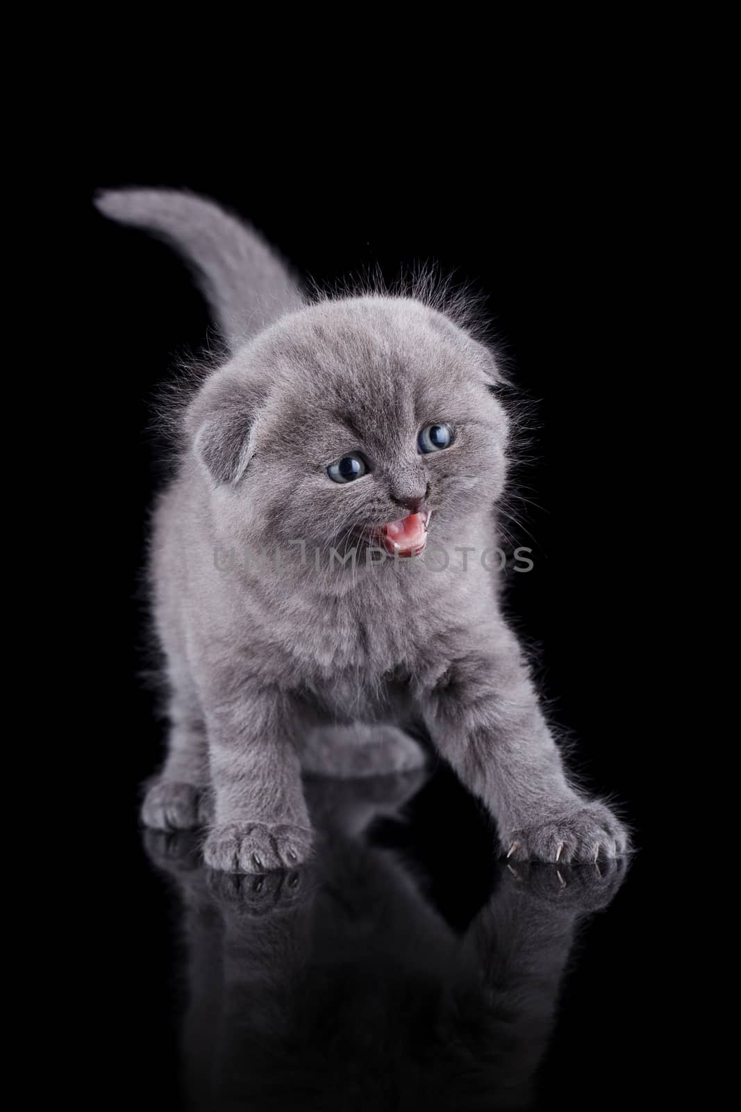 Lop-eared kitten on a magnificent black background.