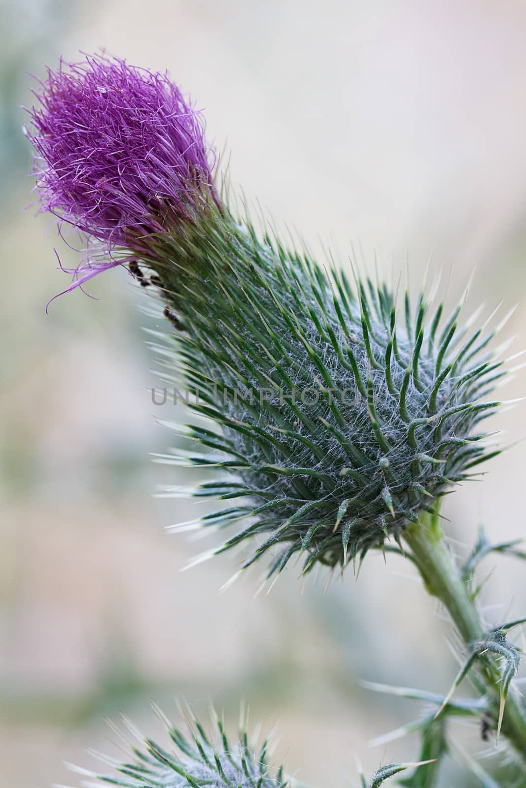 Photoography of a beautiful flowering flower in the spring.