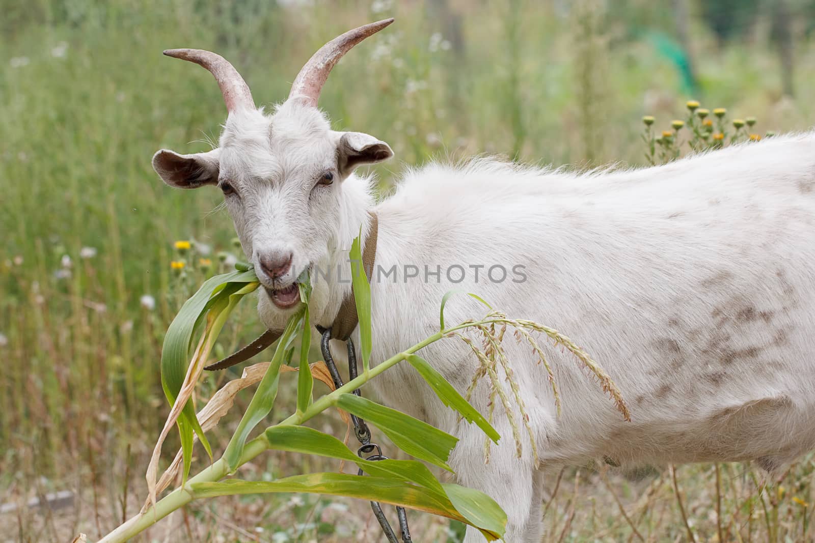 The beautiful picture of domestic goat.