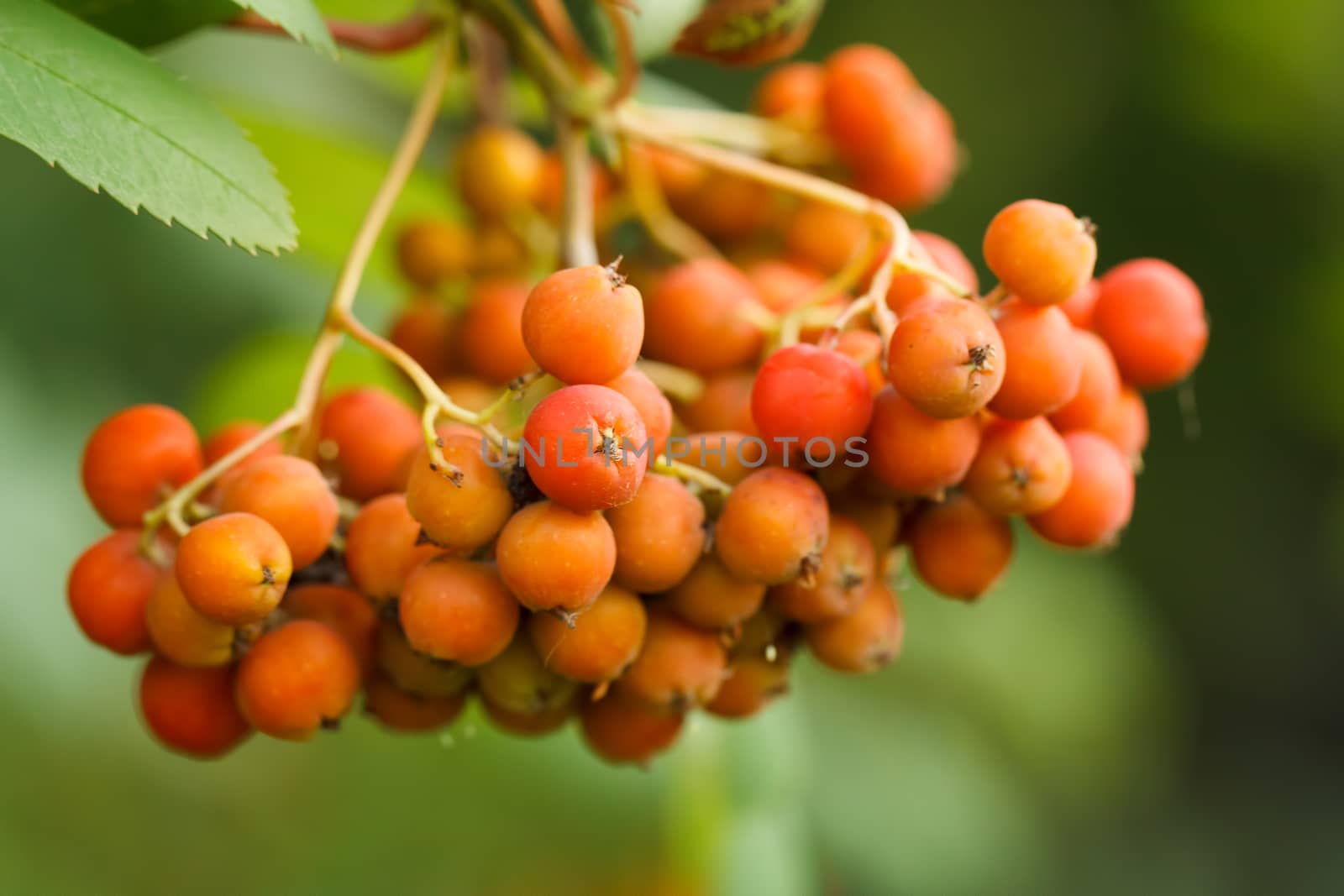 Orange berries on a beautiful background. Shallow depth of field.