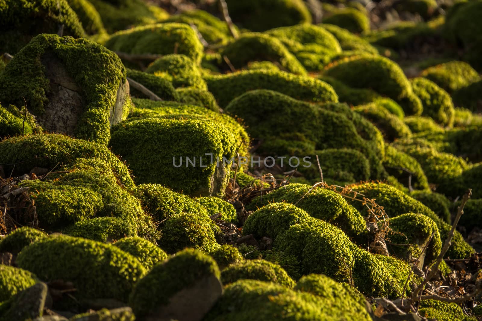 Detail Of Some Moss Covered Rocks With Shallow Focus