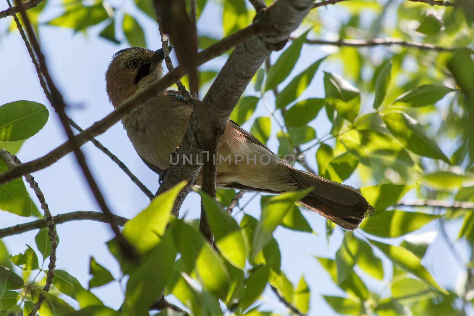 Songbird nightingale sits on a tree branch.