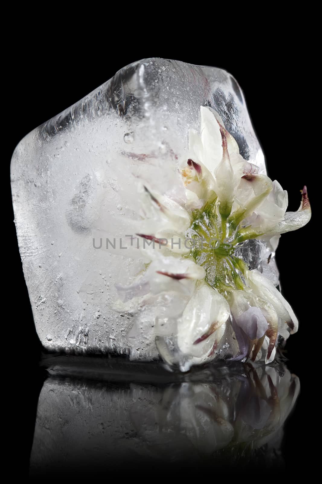 White flower frozen in ice cube on a black background.