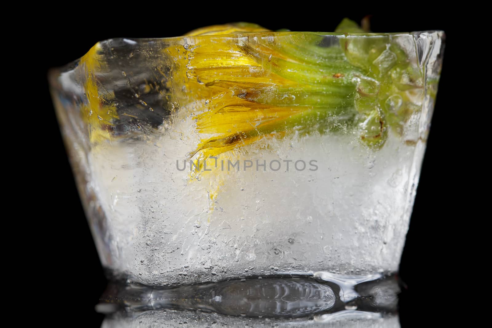 Yellow flower frozen in ice cube on a black background.