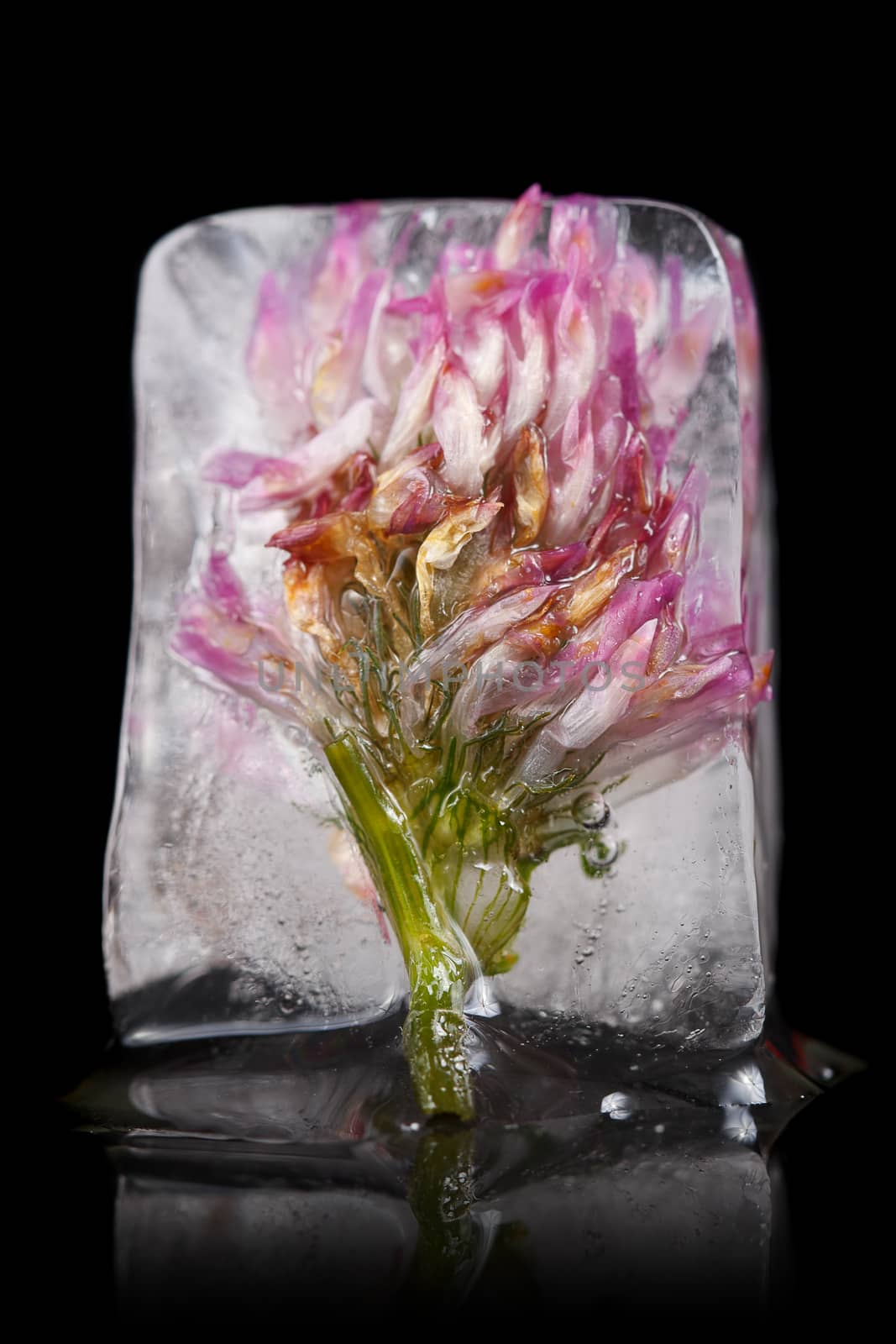 Purple flower frozen in ice cube on a black background.