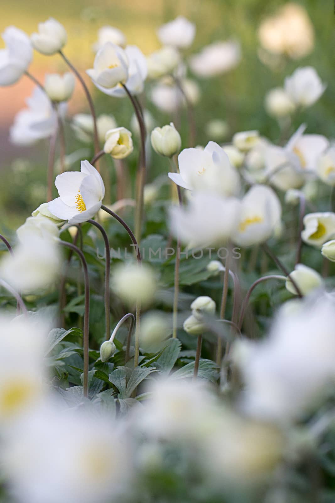 beautiful flowering flower by baronvsp