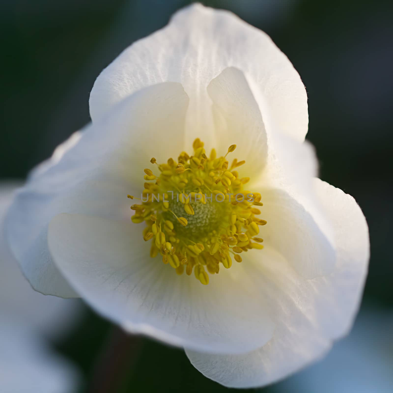 Photoography of a beautiful flowering flower in the spring.