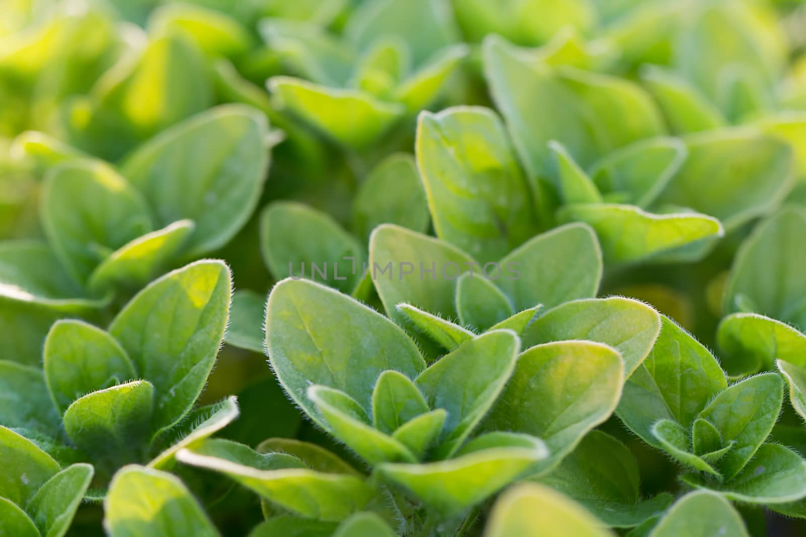 The photos are beautiful, green, bright plants in daylight.
