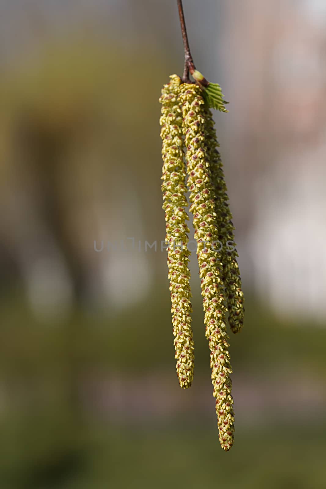 Birch bud blossomed in the spring. Picture taken in the park. 