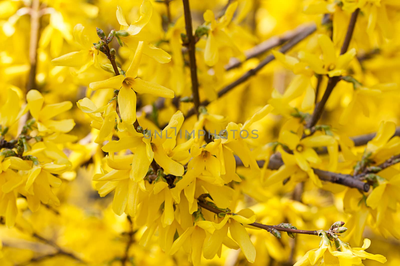 Photoography of a beautiful flowering flower in the spring.