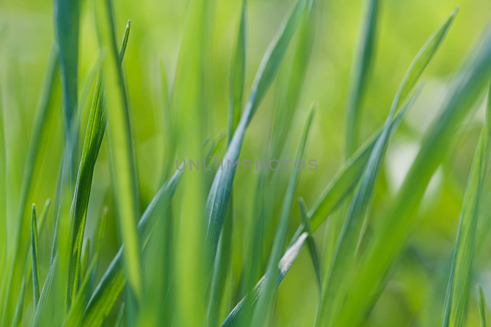 Photo lush green lawn in sunlight.
