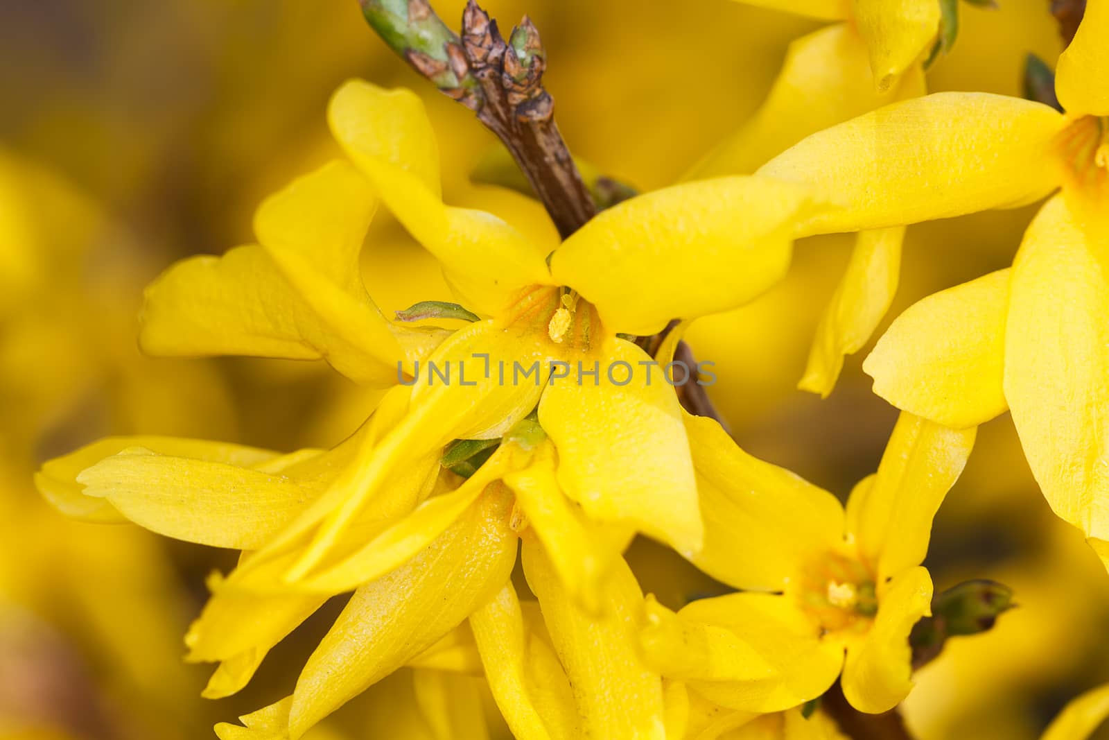 Photoography of a beautiful flowering flower in the spring.