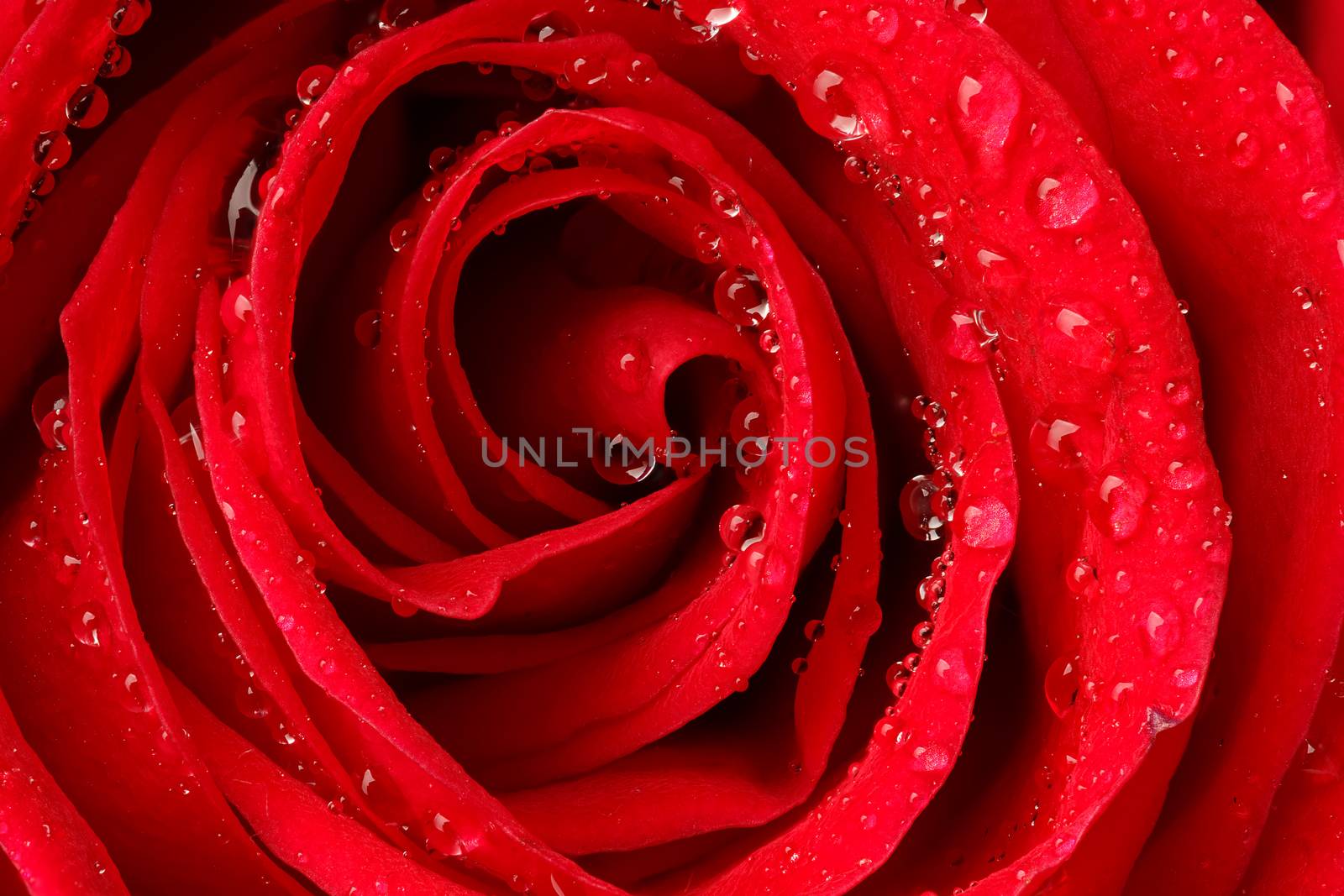 Beautiful red rose with water droplets.