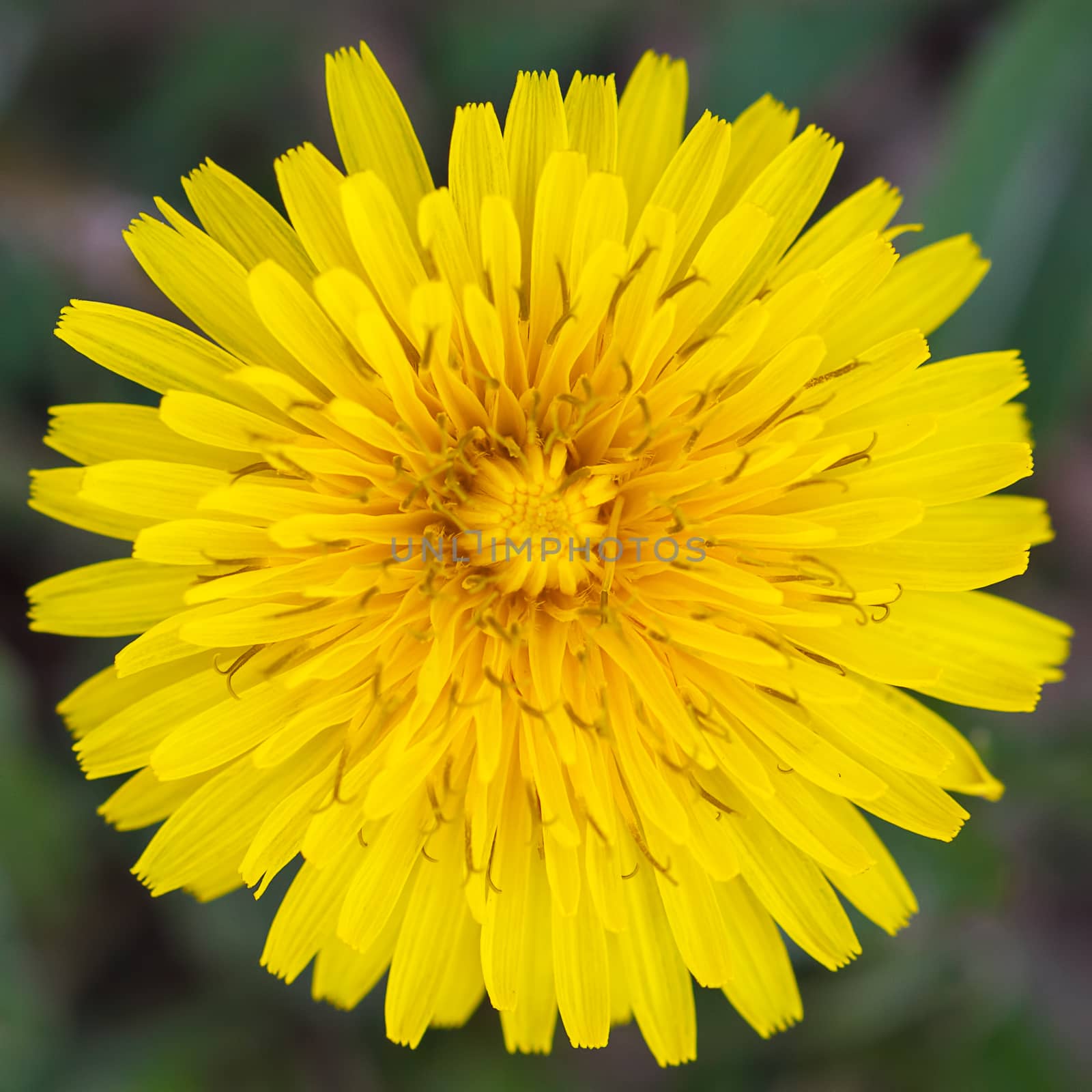 Yellow, fresh dandelion flower in spring.