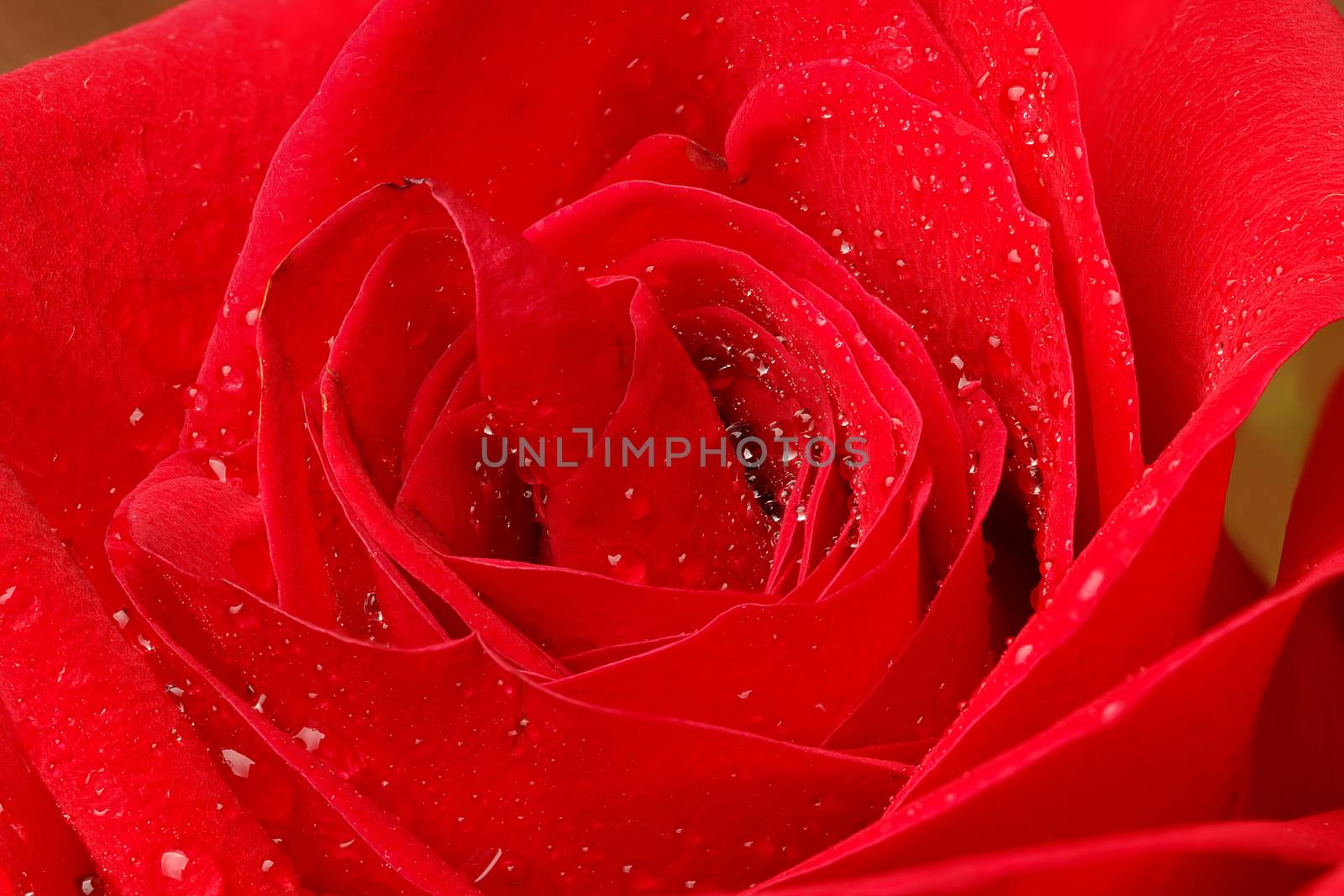 Beautiful red rose with water droplets.