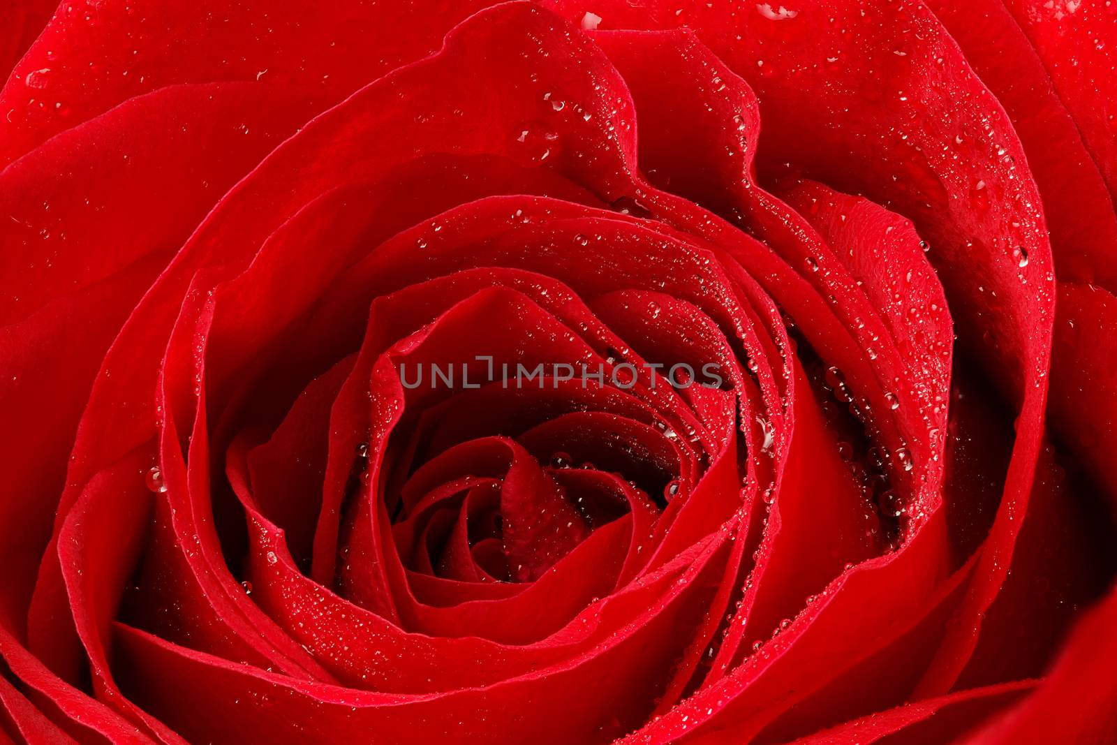 Beautiful red rose with water droplets.