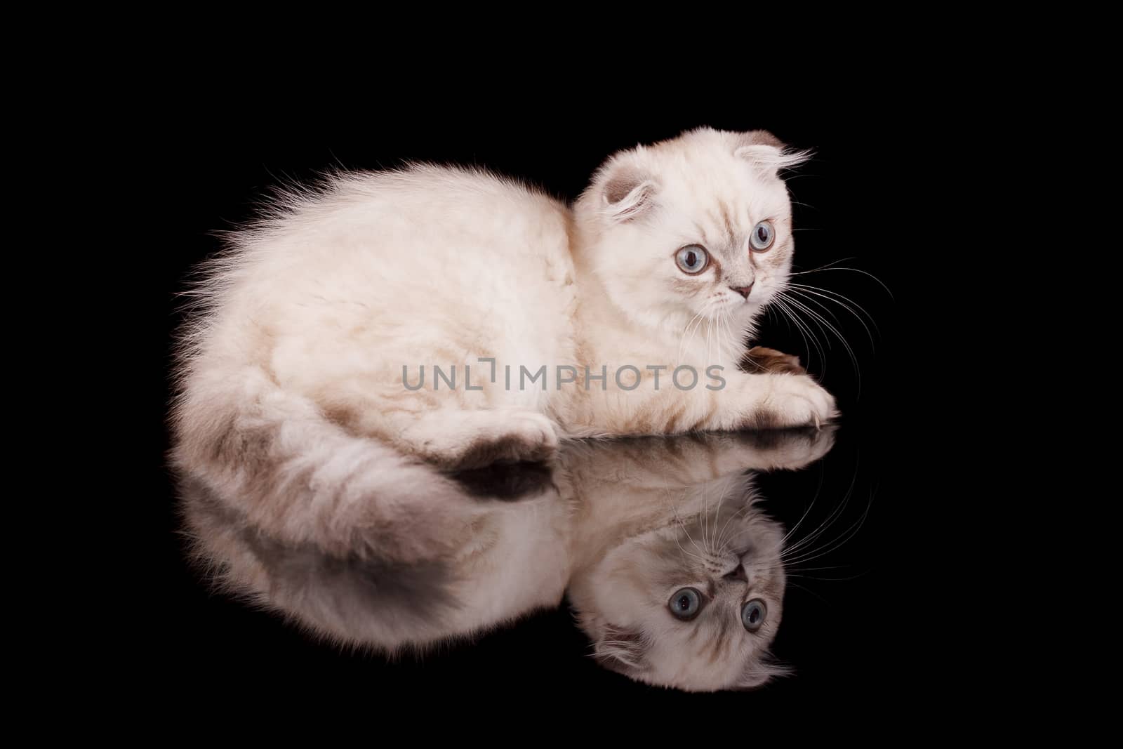 Lop-eared kitten on a magnificent black background.