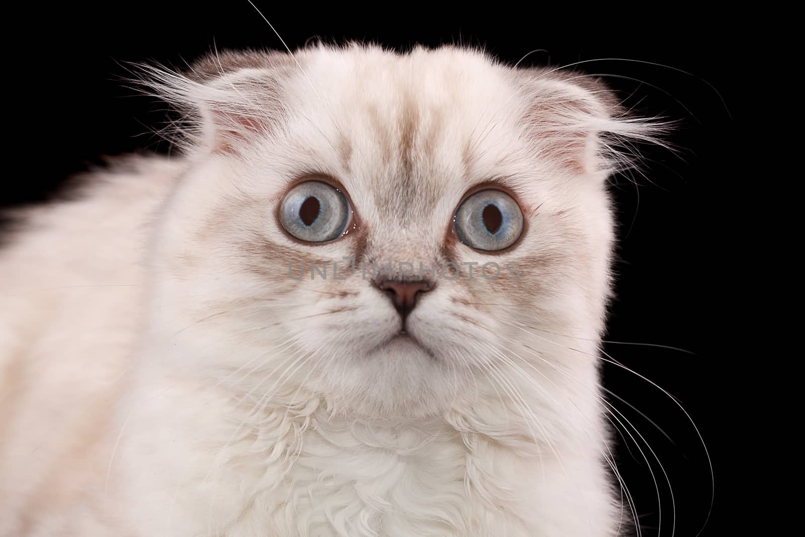 Lop-eared kitten on a magnificent black background.