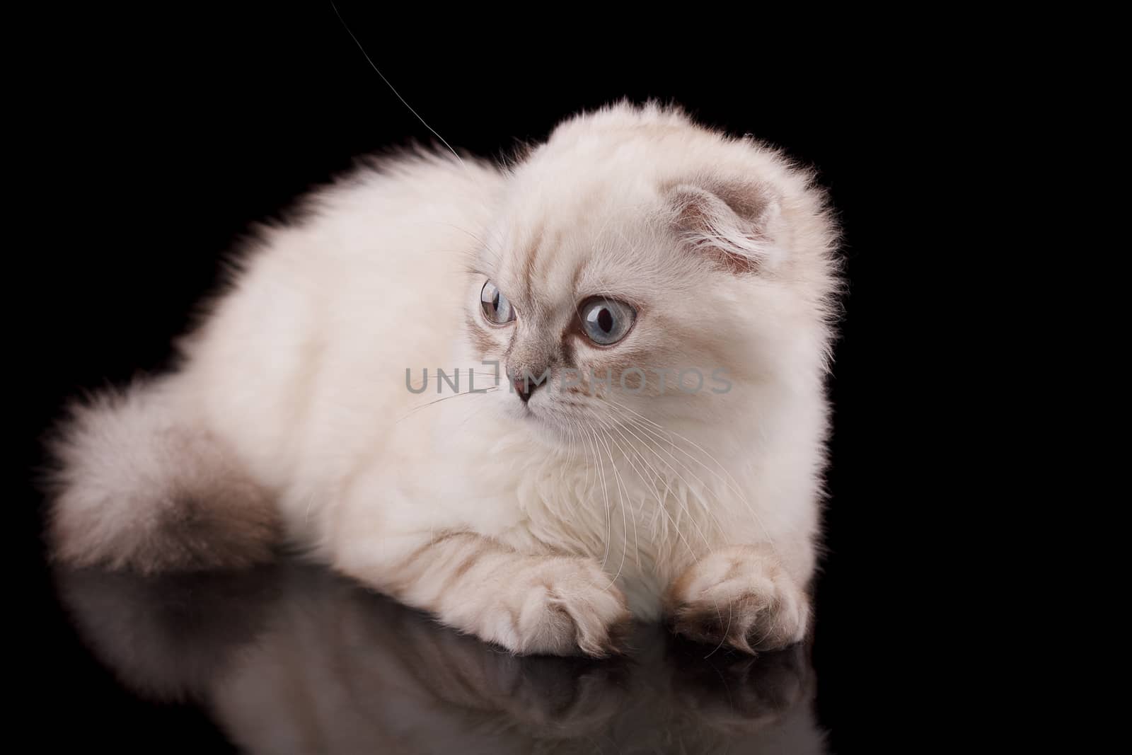 Lop-eared kitten on a magnificent black background.