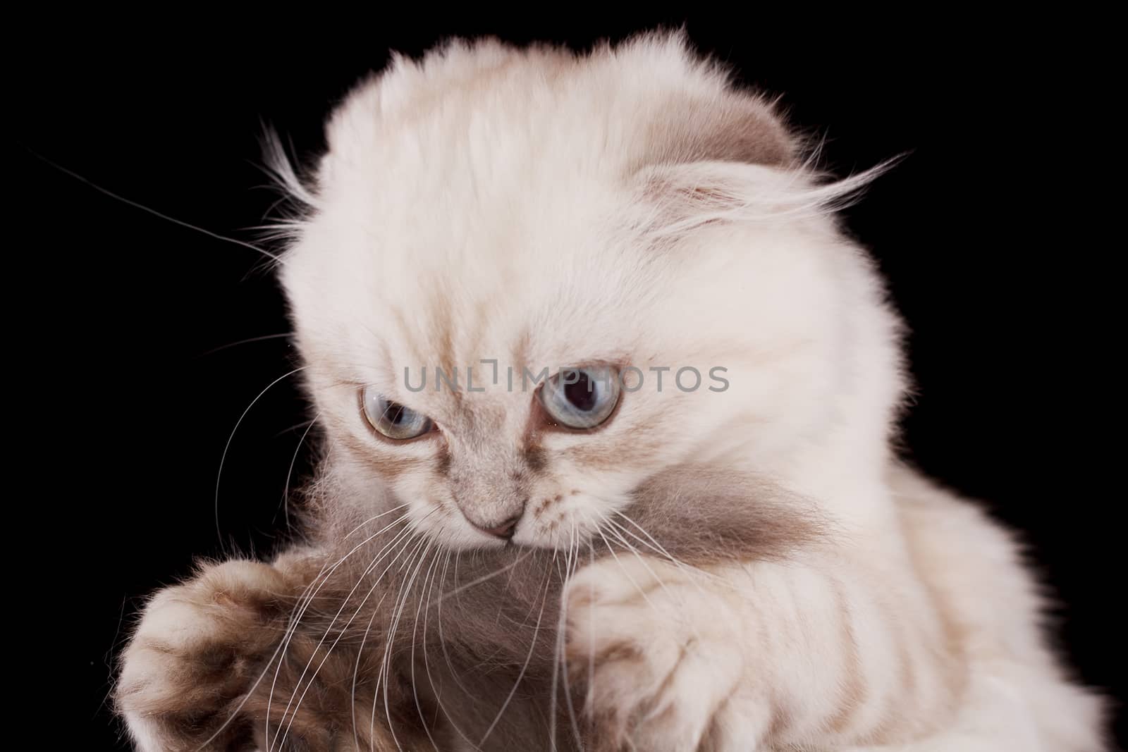 Lop-eared kitten on a magnificent black background.