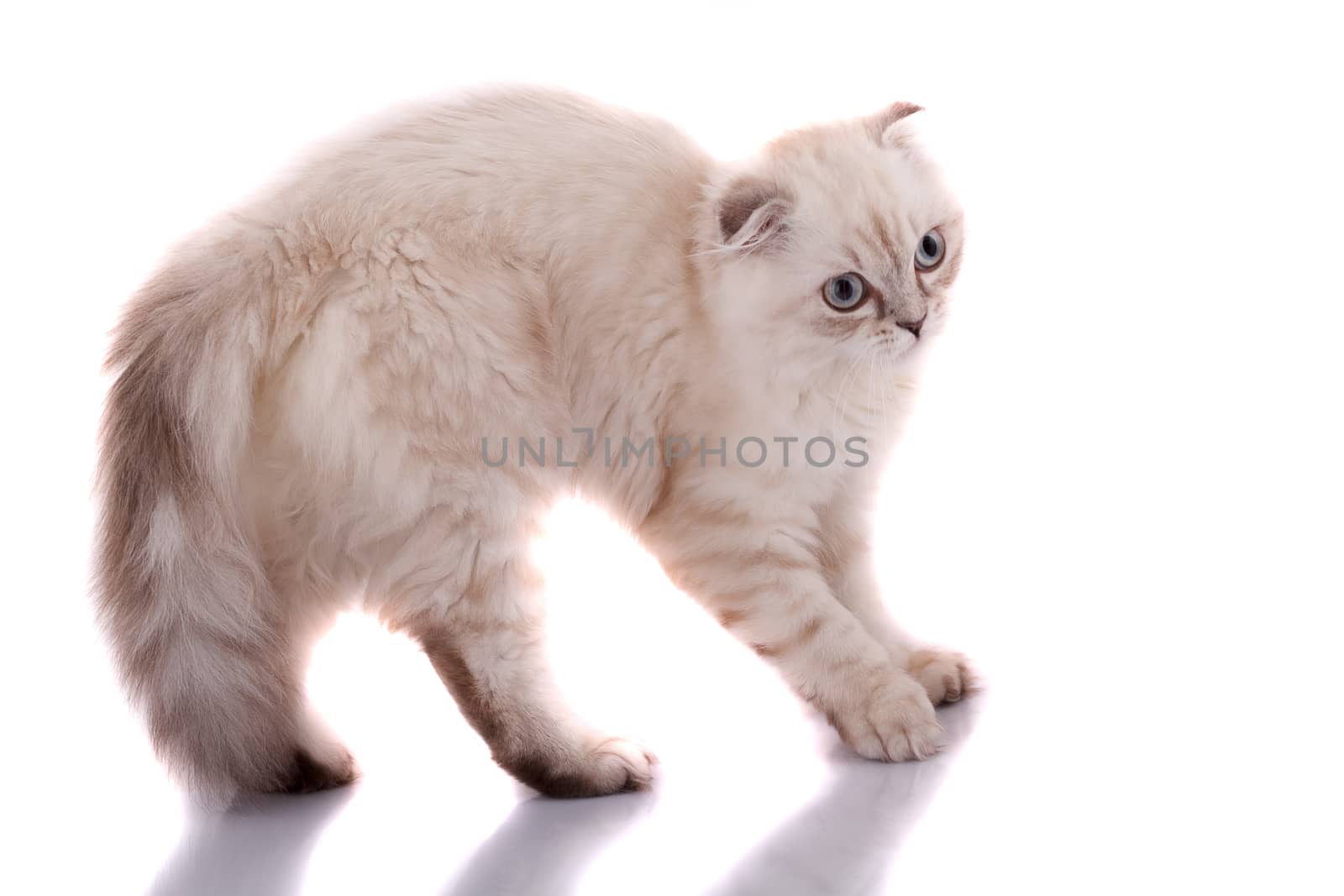 Lop-eared kitten on a magnificent white background.