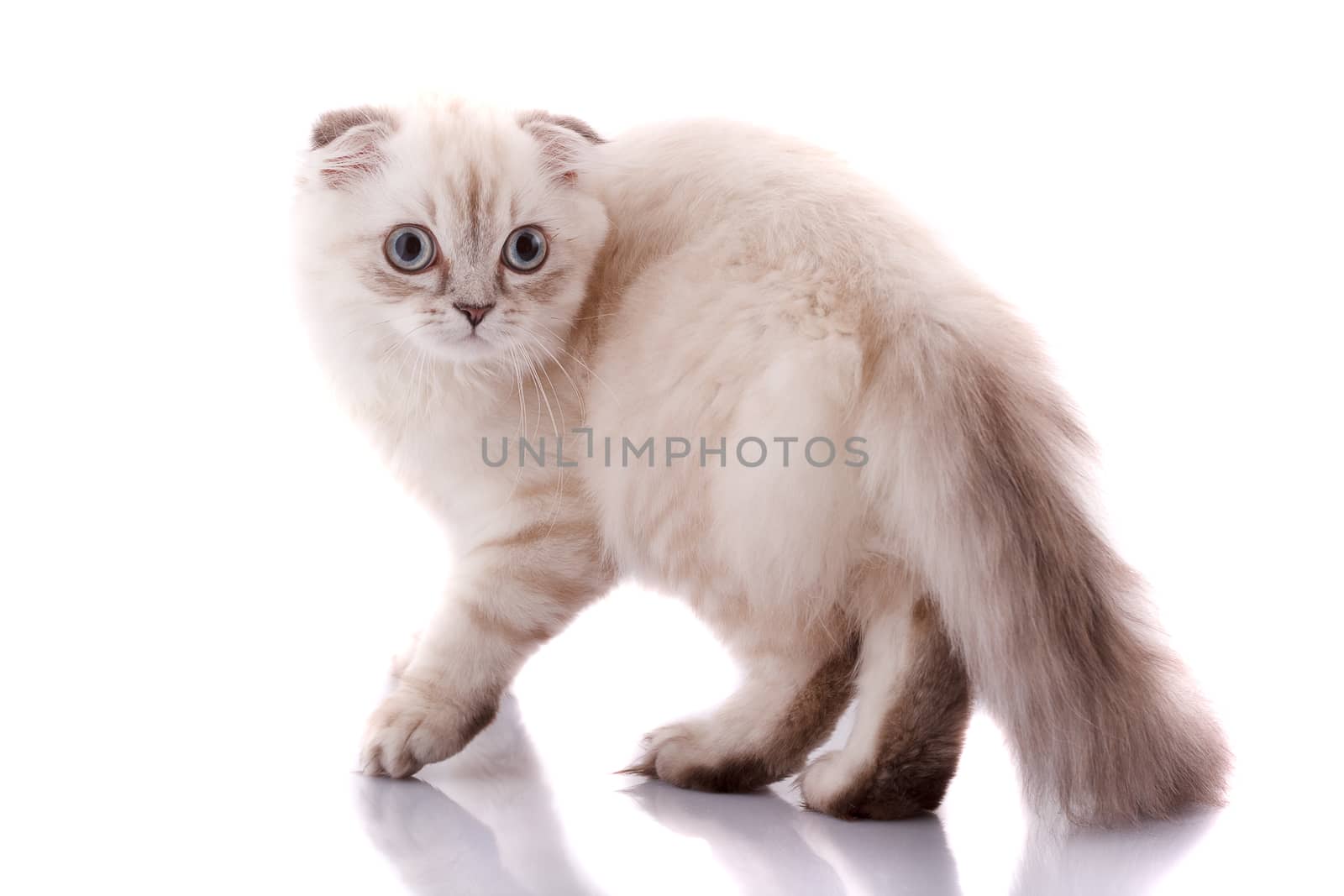 Lop-eared kitten on a magnificent white background.