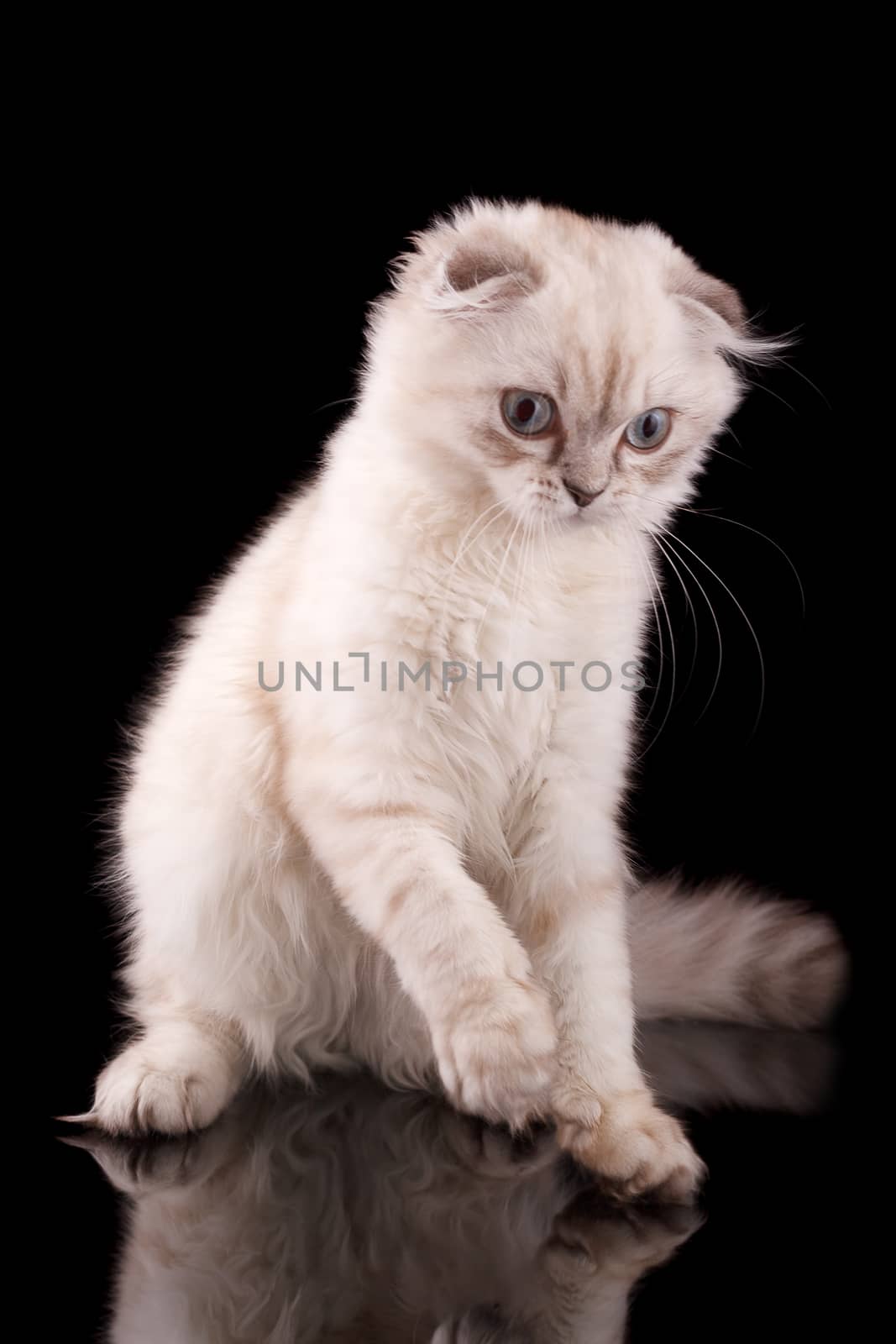 Lop-eared kitten on a magnificent black background.