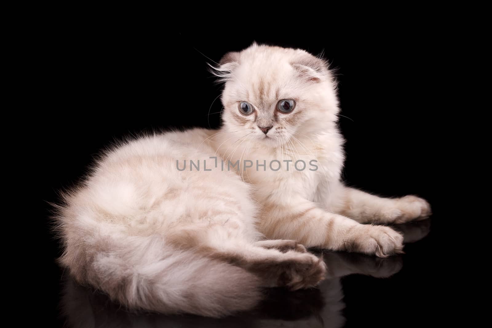 Lop-eared kitten on a magnificent black background.