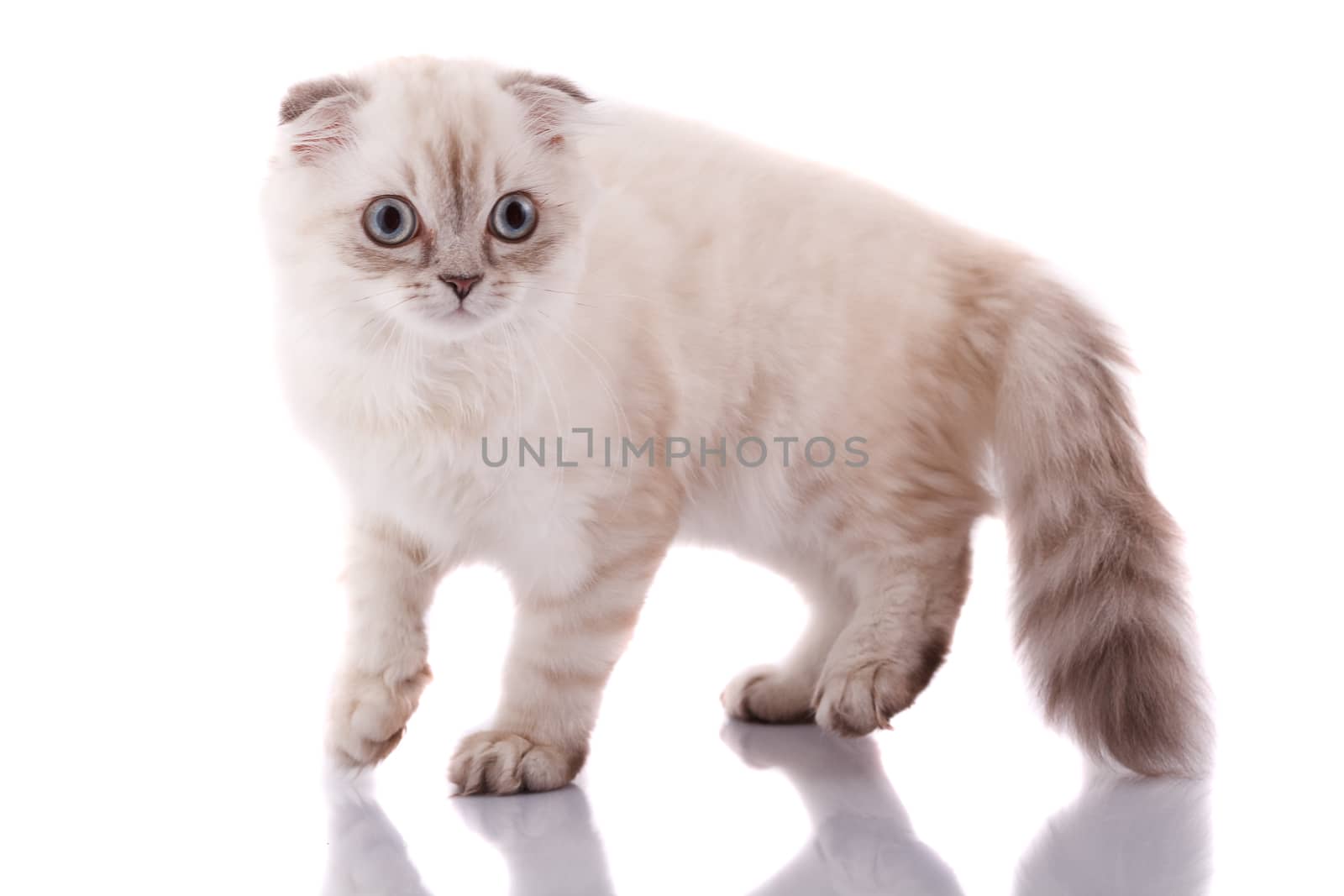 Lop-eared kitten on a magnificent white background.