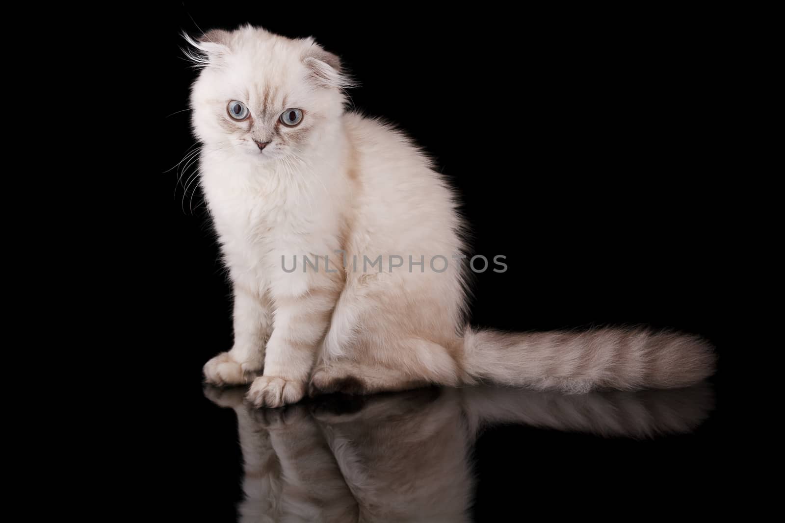 Lop-eared kitten on a magnificent black background.