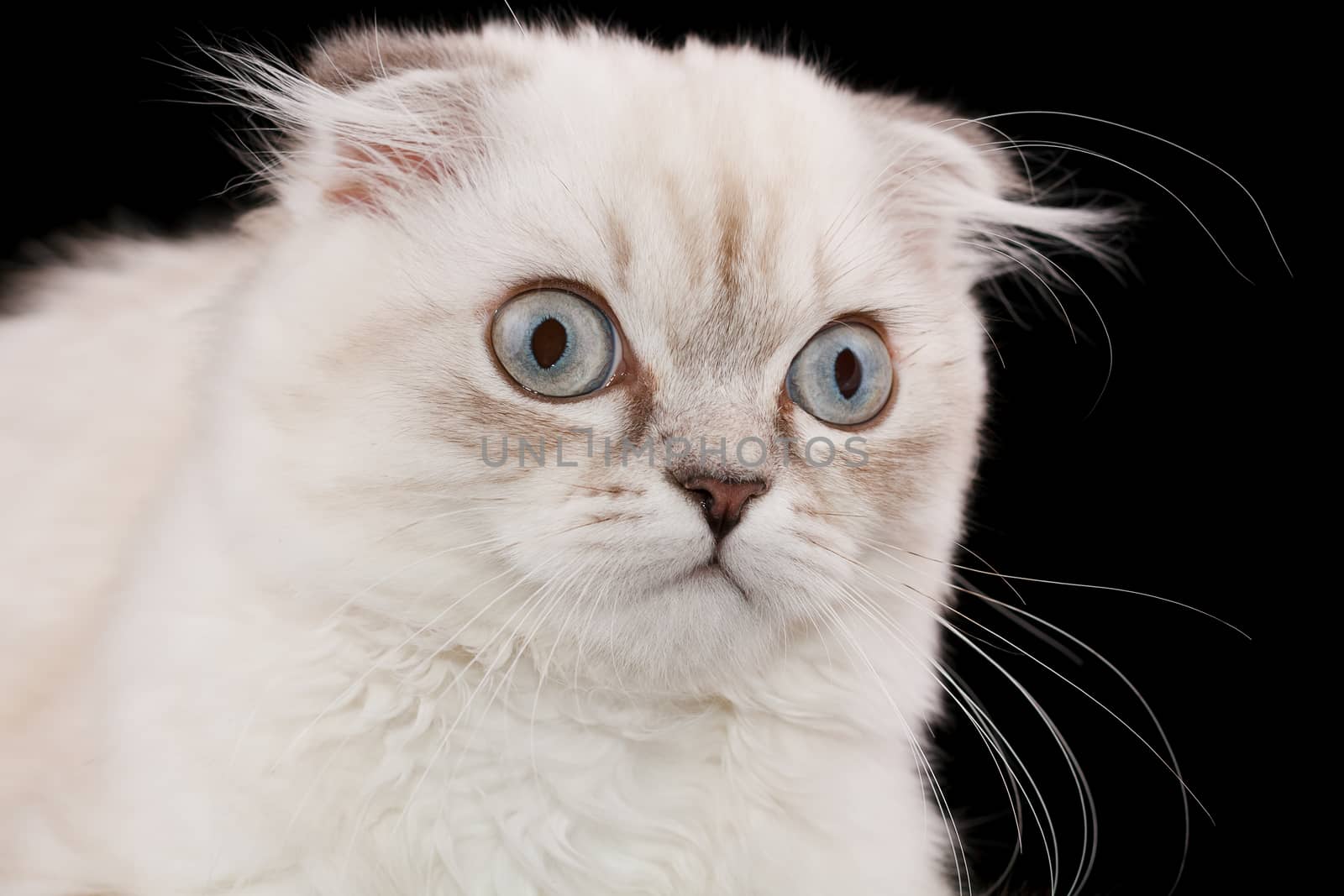 Lop-eared kitten on a magnificent black background.