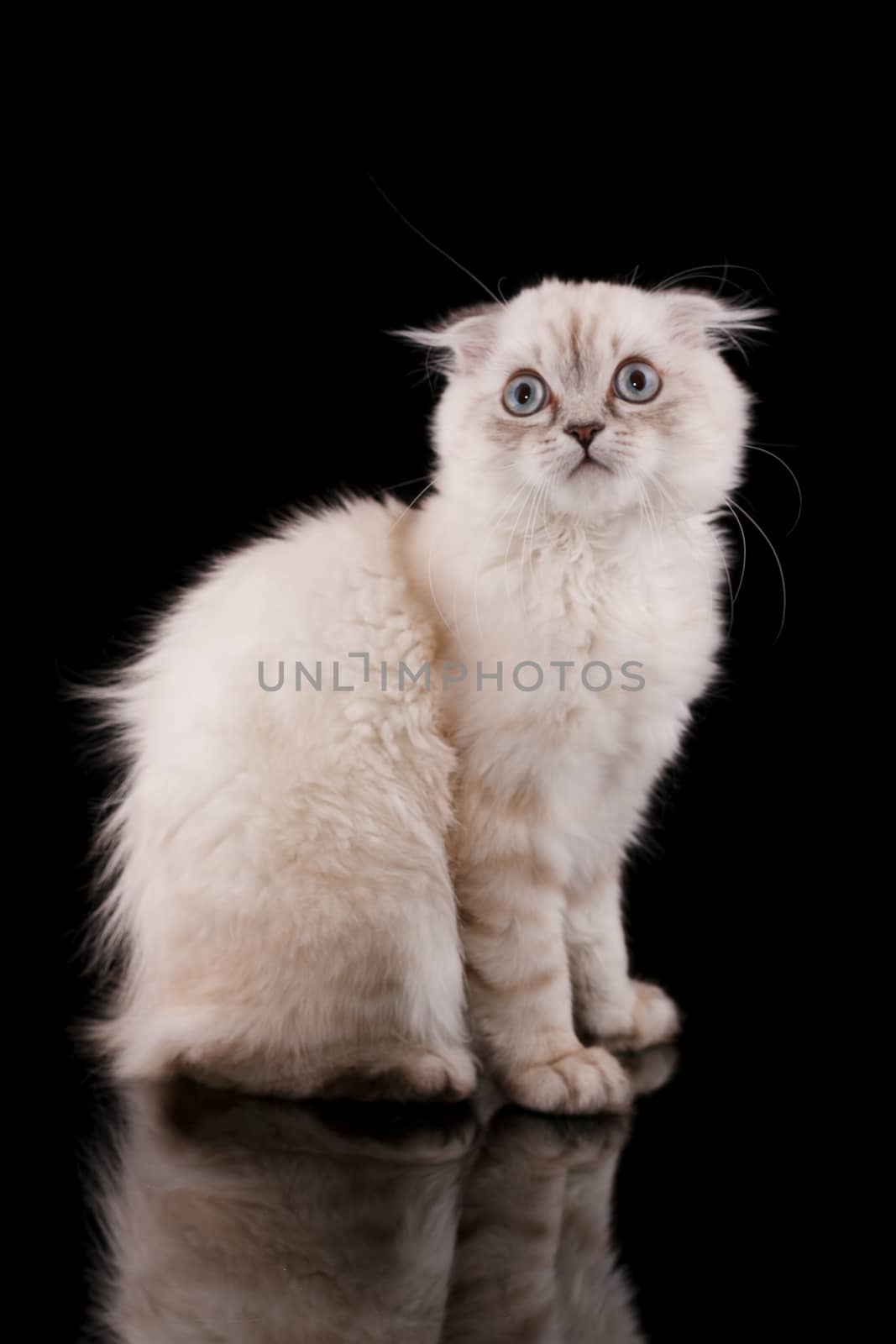 Lop-eared kitten on a magnificent black background.