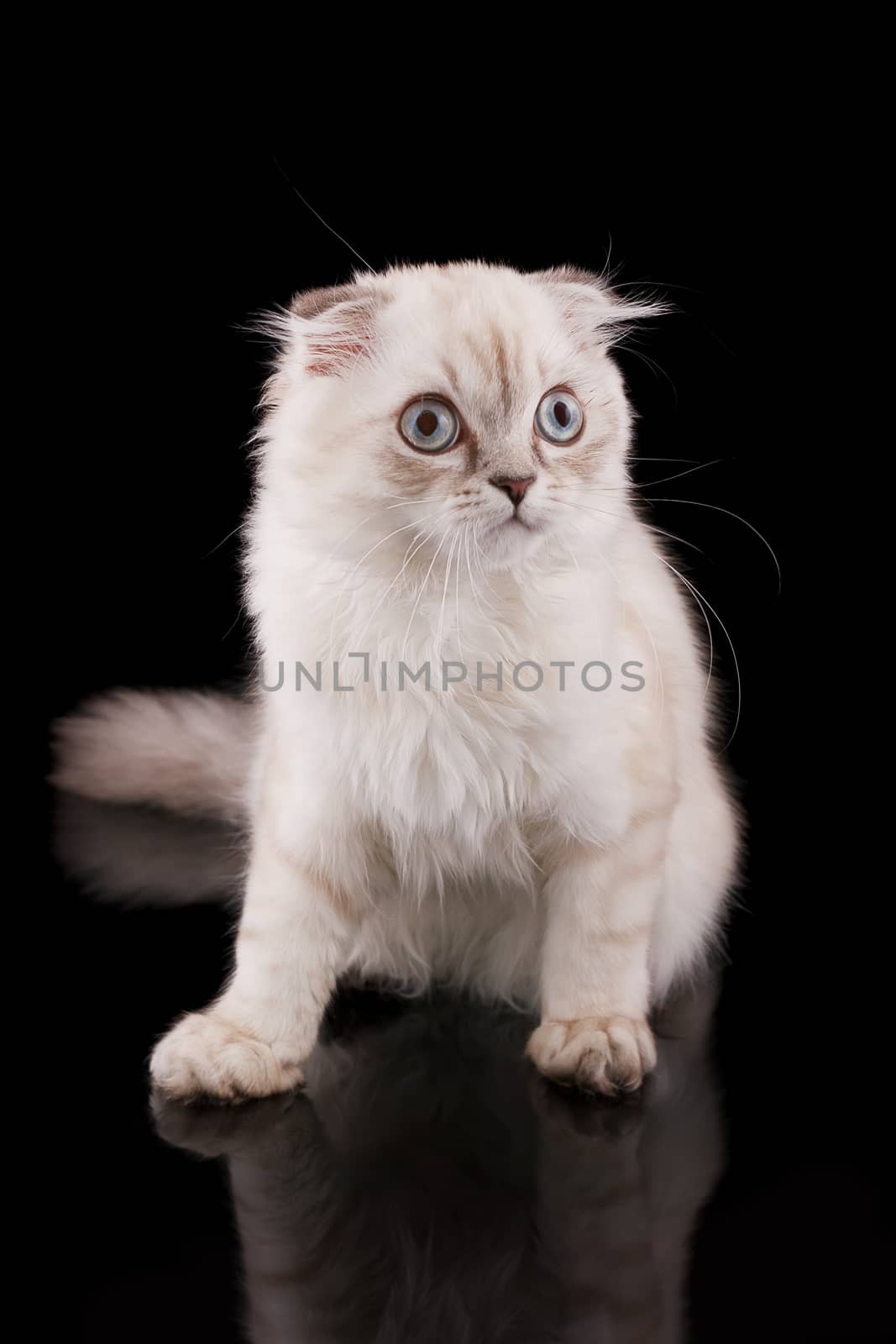 Lop-eared kitten on a magnificent black background.