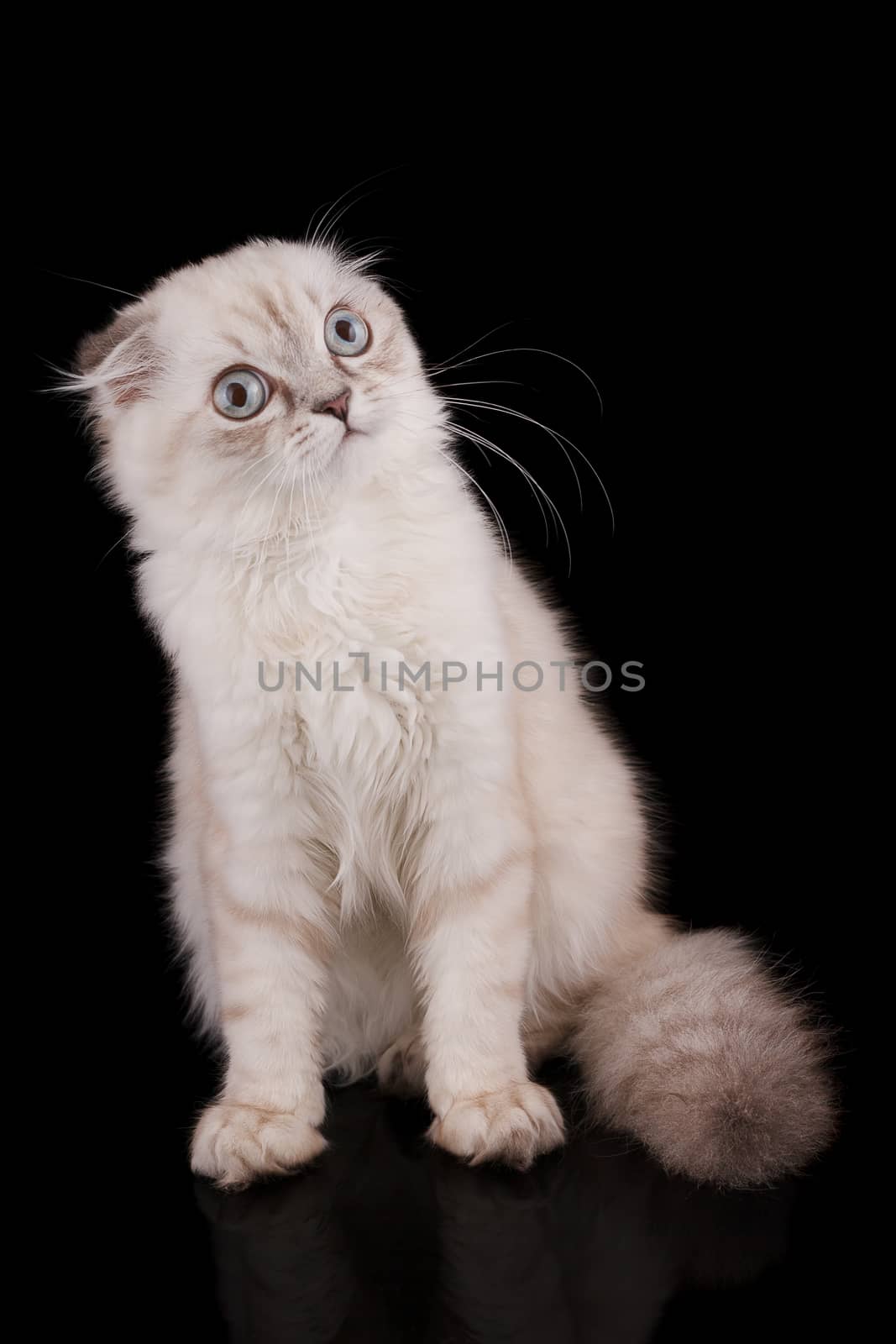 Lop-eared kitten on a magnificent black background.