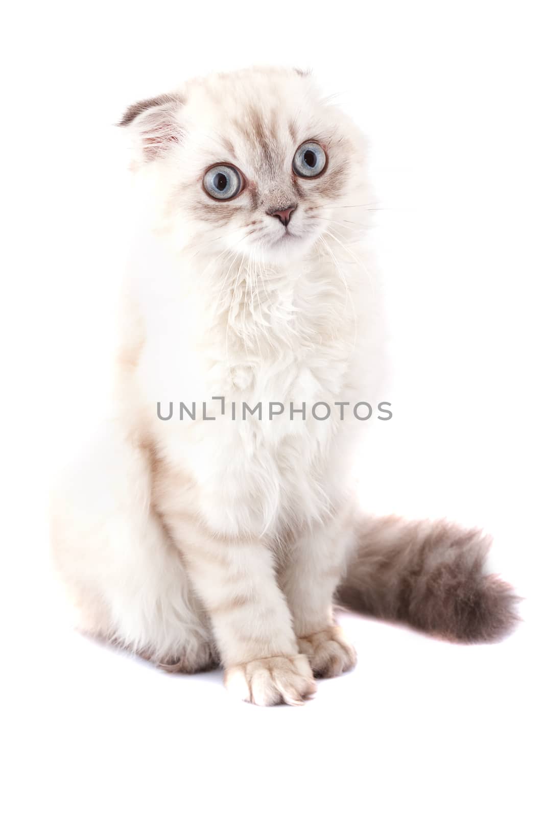 Lop-eared kitten on a magnificent white background.