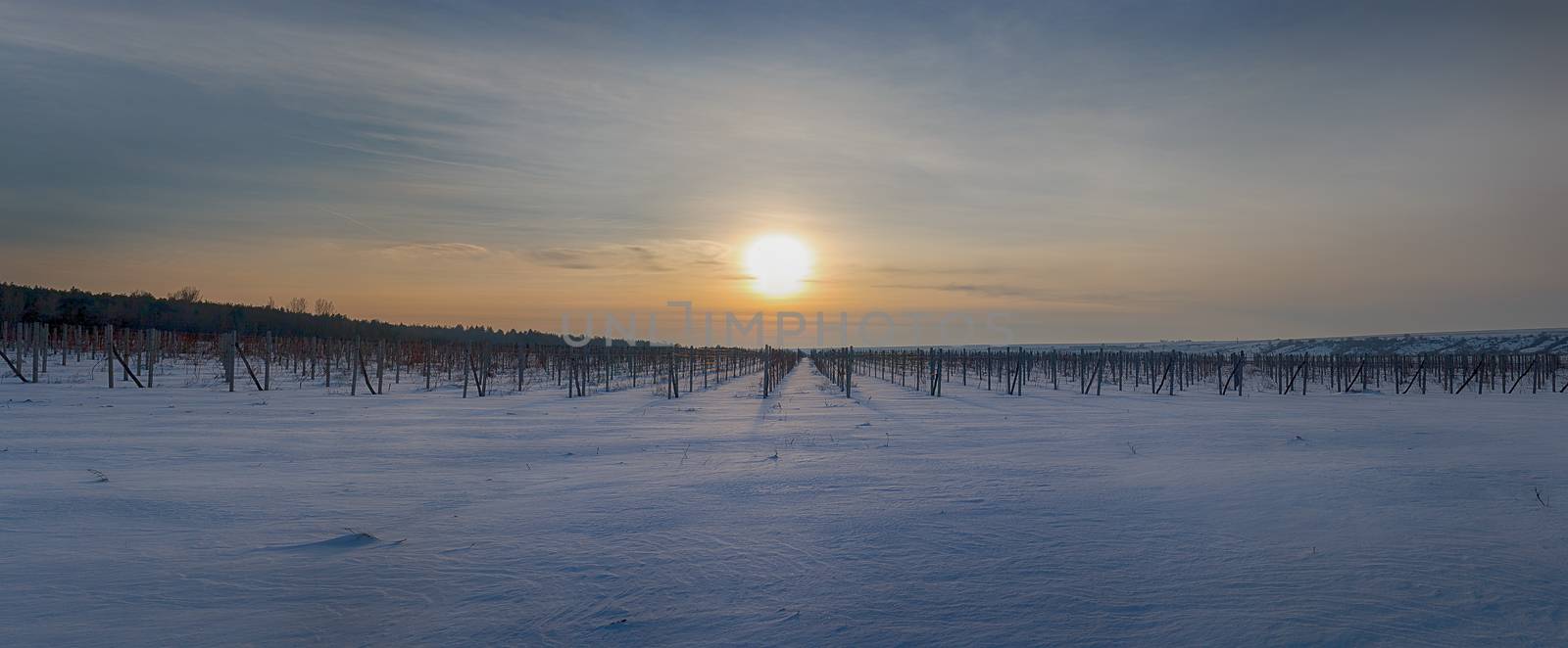 Panorama of the vineyard in the winter at sunset.