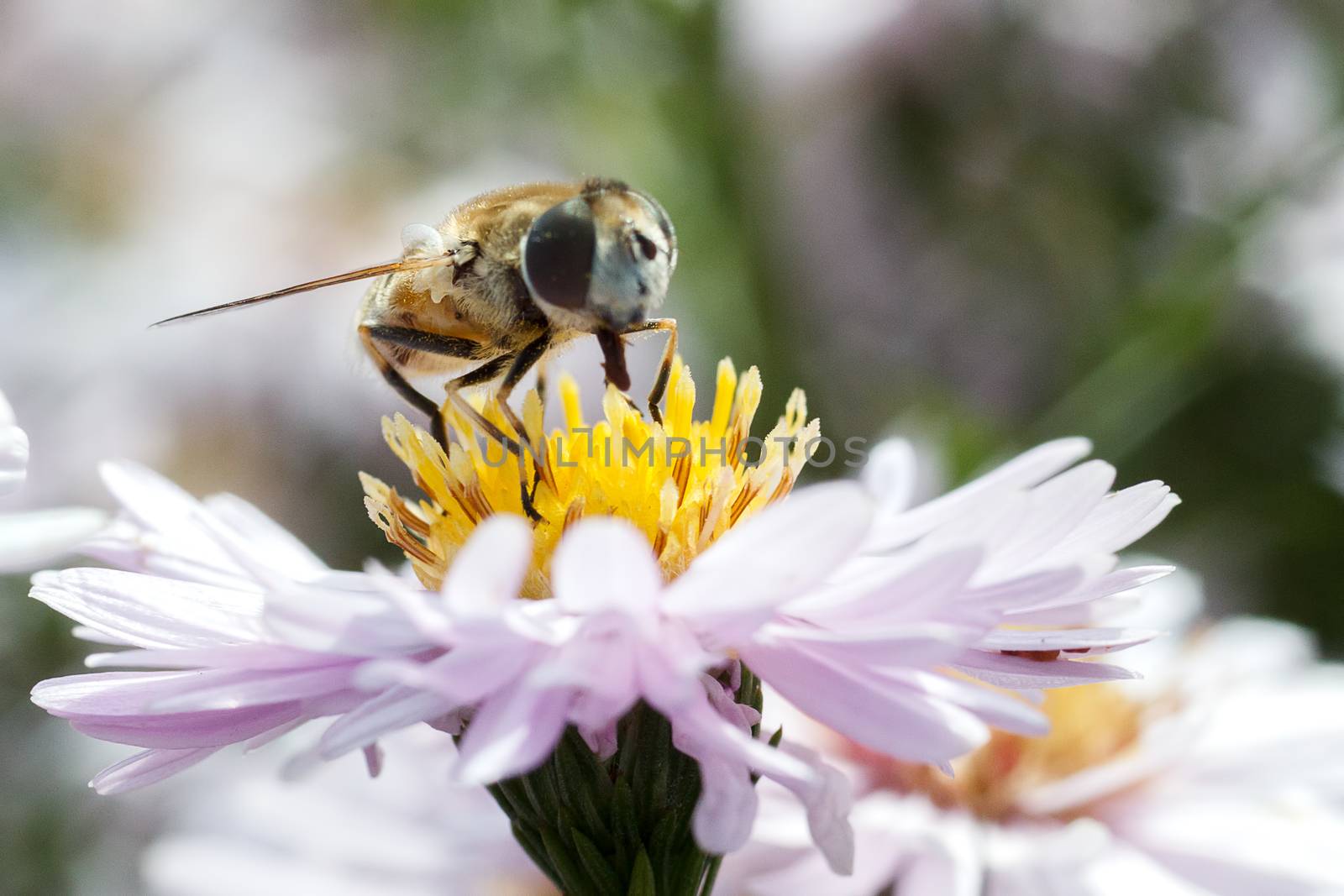 A bee collects ardent on the red and yellow flowers.